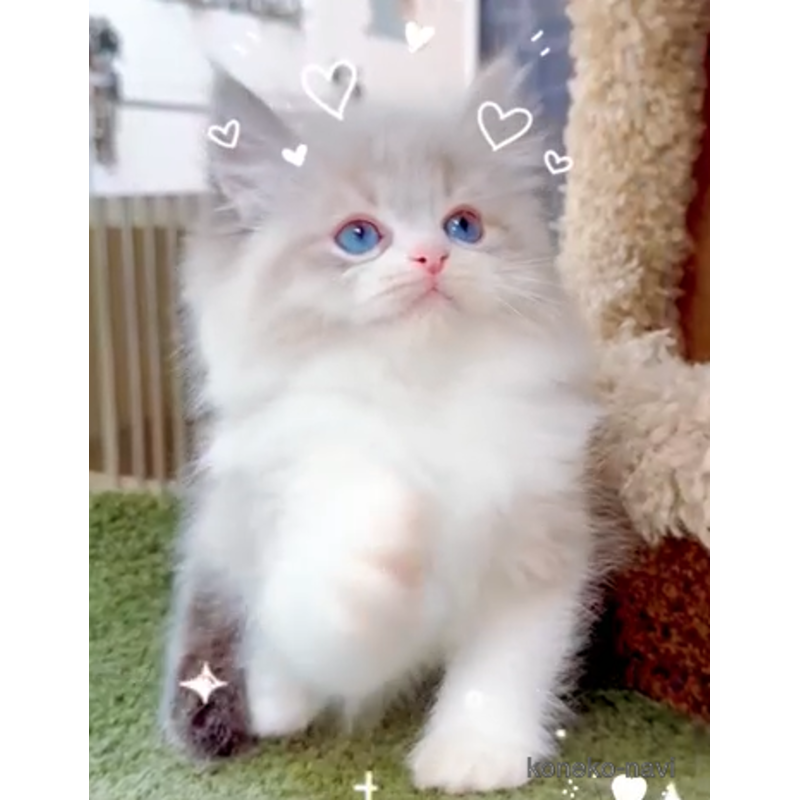 販売中の千葉県のラグドール-124252